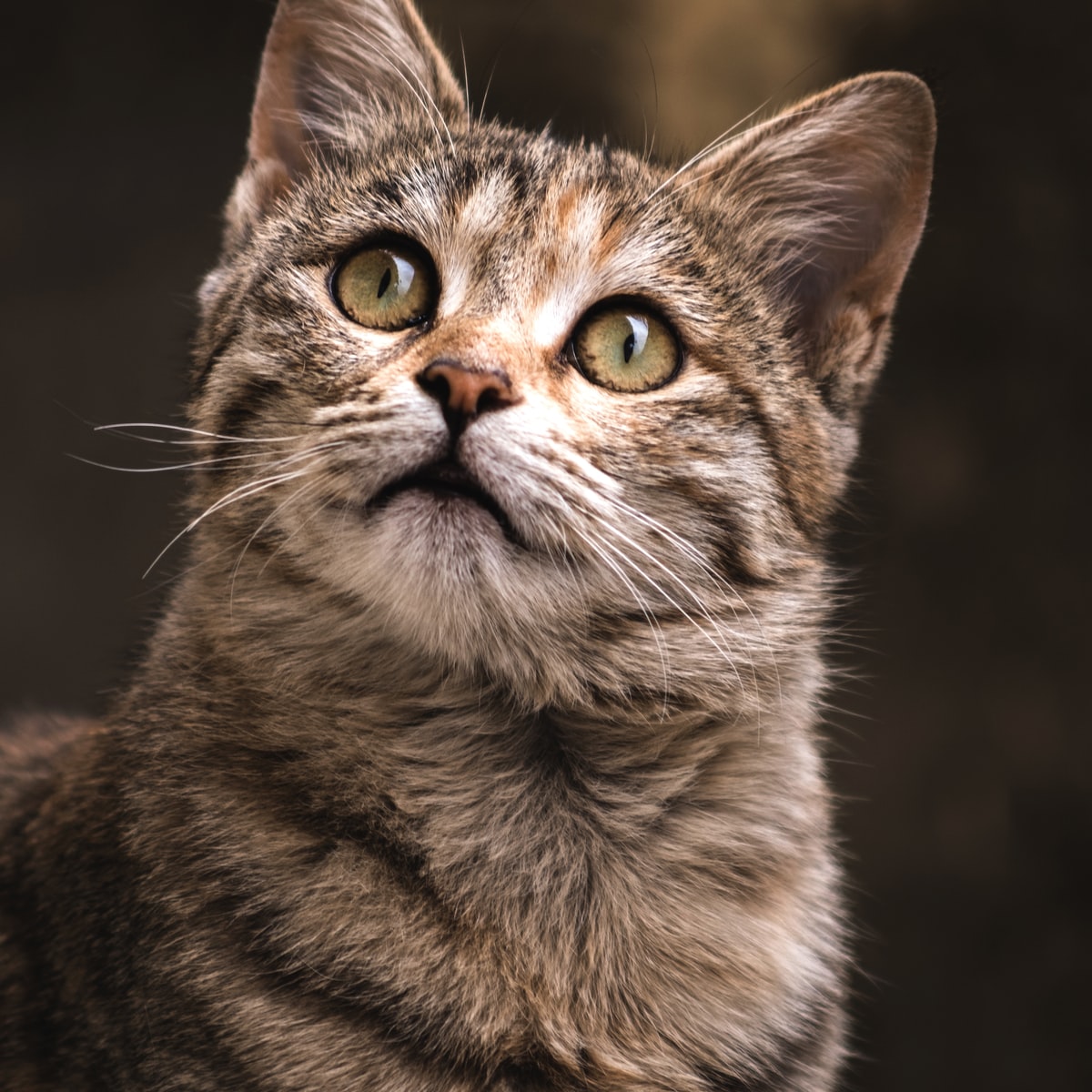 cat background